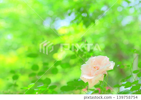 rose rose 139758754