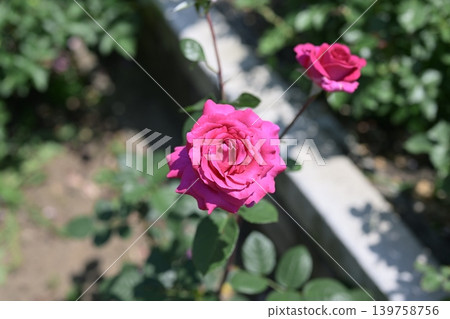Pink roses, early summer (May), rainy season image. Pink roses, early summer (May), rainy season image. 139758756
