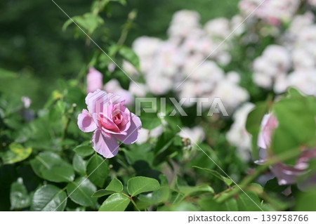 Roses, pink and white flowers, rainy season, early summer, May image Roses, pink and white flowers, rainy season, early summer, May image 139758766