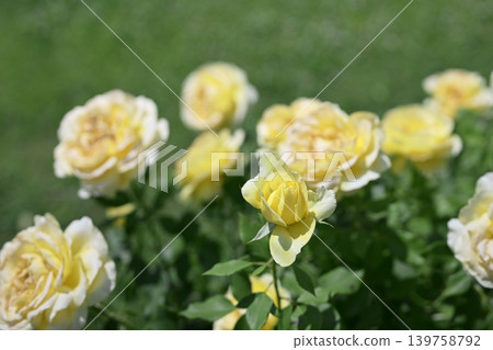 Yellow roses, roses, flowers, early summer, summer, rainy season, May Yellow roses, roses, flowers, early summer, summer, rainy season, May 139758792