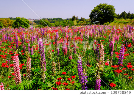 Colorful flower garden Colorful flower garden 139758849
