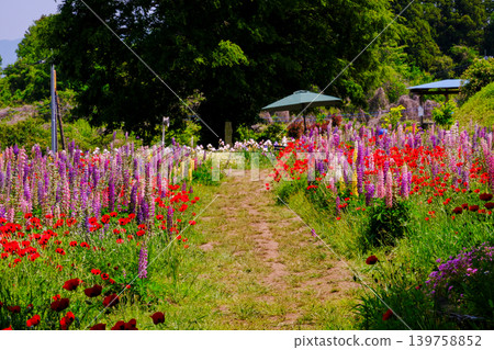 A landscape of blooming lupines 139758852