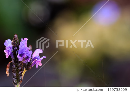 Soft bokeh and purple flowers Soft bokeh and purple flowers 139758909