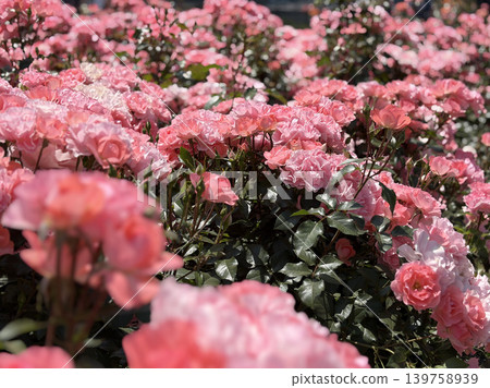 A lovely sight of clusters of small pink roses in bloom. A lovely sight of clusters of small pink roses in bloom. 139758939