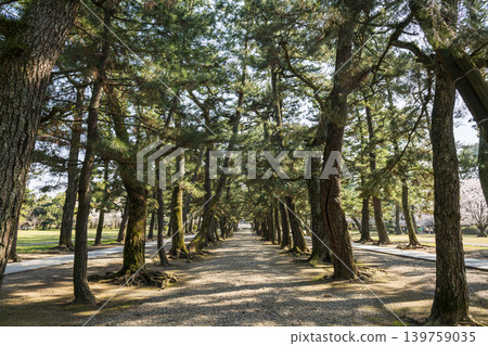 A historic approach to Izumo Taisha Shrine in Izumo City, Shimane Prefecture. A historic approach to Izumo Taisha Shrine in Izumo City, Shimane Prefecture. 139759035