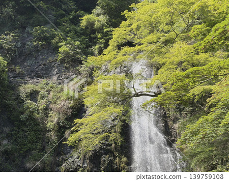 A panoramic view of Minoo Falls seen through the fresh green maple leaves. A panoramic view of Minoo Falls seen through the fresh green maple leaves. 139759108