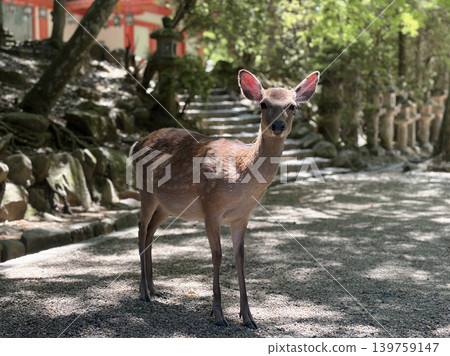 A deer stands on the approach to Nara Park, its eyes gazing at us. 139759147