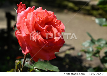Lady Rose Lady Rose 139759233