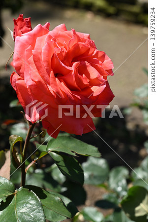 Lady Rose Lady Rose 139759234