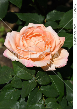 Dreams and roses Dreams and roses 139759237