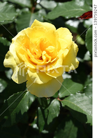 Golden medallion 139759247