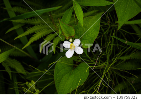 White flowers of Houttuynia cordata that bloom in early summer White flowers of Houttuynia cordata that bloom in early summer 139759322