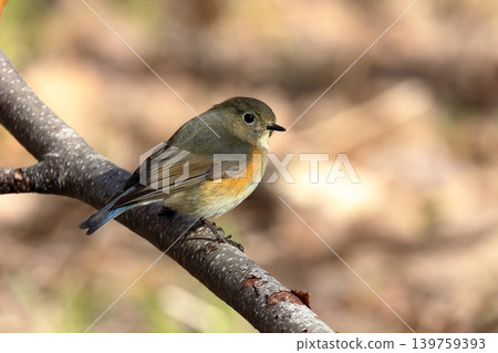 幸福的藍鳥：一隻年輕的雄性西伯利亞藍知更鳥，北海道，四月。 139759393