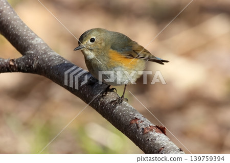 幸福的藍鳥：一隻年輕的雄性西伯利亞藍知更鳥，北海道，四月。 139759394