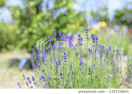 英國薰衣草 薰衣草花田 花田圖像 139759691