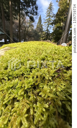 Moss @ Eiheiji Temple ☆mar_lapin Moss @ Eiheiji Temple ☆mar_lapin 139759734