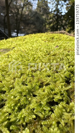 Moss @ Eiheiji Temple ☆mar_lapin Moss @ Eiheiji Temple ☆mar_lapin 139759735