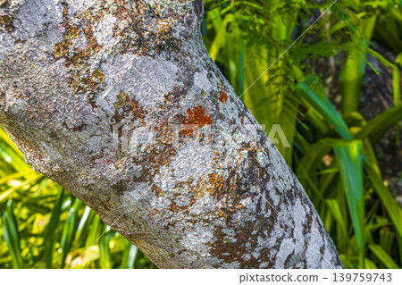 Tropical tree bark texture with green moss and lichen Brazil. 139759743