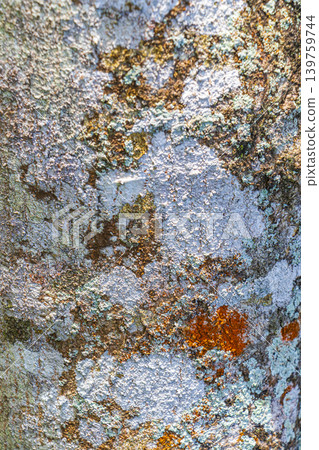 Tropical tree bark texture with green moss and lichen Brazil. Tropical tree bark texture with green moss and lichen Brazil. 139759744