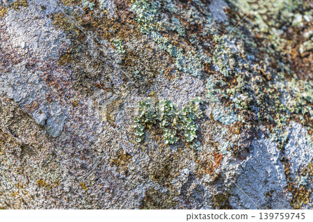 Tropical tree bark texture with green moss and lichen Brazil. Tropical tree bark texture with green moss and lichen Brazil. 139759745
