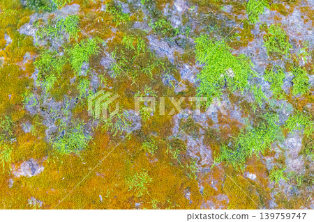 Stone rock texture with green moss and lichen in Brazil. Stone rock texture with green moss and lichen in Brazil. 139759747