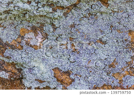 Stone rock texture with green moss and lichen in Brazil. Stone rock texture with green moss and lichen in Brazil. 139759750