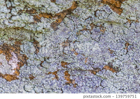 Stone rock texture with green moss and lichen in Brazil. Stone rock texture with green moss and lichen in Brazil. 139759751
