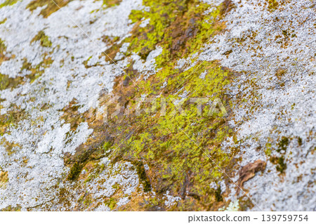Stone rock texture with green moss and lichen in Brazil. 139759754