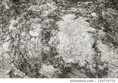 Tropical tree bark texture with turquoise moss and lichen Brazil. Tropical tree bark texture with turquoise moss and lichen Brazil. 139759759