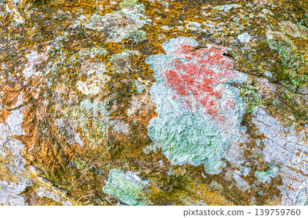 Tropical tree bark texture with turquoise moss and lichen Brazil. 139759760