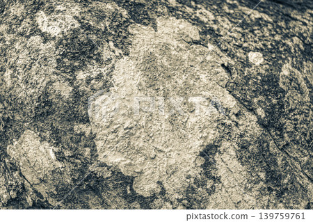 Tropical tree bark texture with turquoise moss and lichen Brazil. Tropical tree bark texture with turquoise moss and lichen Brazil. 139759761
