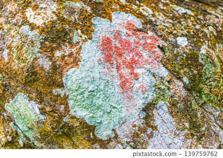 Tropical tree bark texture with turquoise moss and lichen Brazil. 139759762