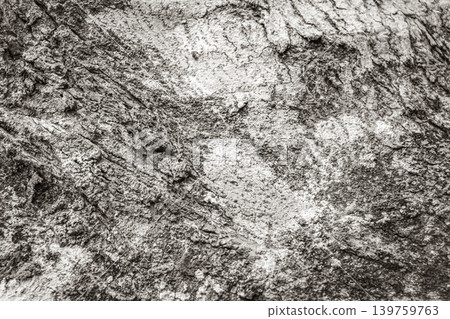 Tropical tree bark texture with turquoise moss and lichen Brazil. 139759763