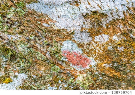 Tropical tree bark texture with turquoise moss and lichen Brazil. Tropical tree bark texture with turquoise moss and lichen Brazil. 139759764