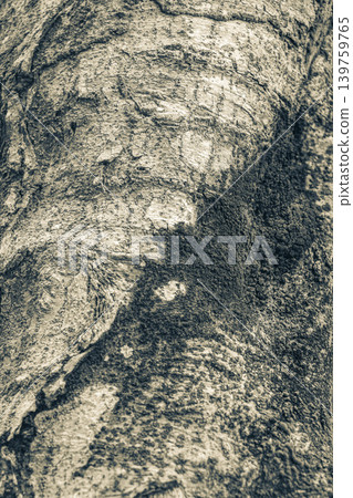 Tropical tree bark texture with green moss and lichen Brazil. Tropical tree bark texture with green moss and lichen Brazil. 139759765