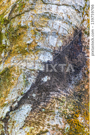 Tropical tree bark texture with green moss and lichen Brazil. 139759766