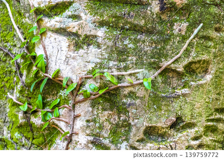 Tropical tree bark texture grey green moss and plants Brazil. Tropical tree bark texture grey green moss and plants Brazil. 139759772