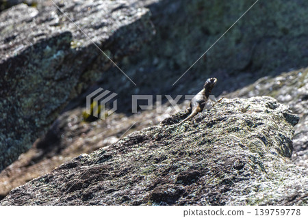 Lizard on rock in tropical rainforest Rio de Janeiro Brazil. 139759778