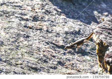 Lizard on rock in tropical rainforest Rio de Janeiro Brazil. Lizard on rock in tropical rainforest Rio de Janeiro Brazil. 139759780