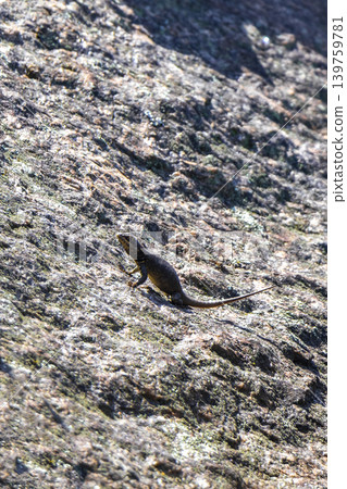 Lizard on rock in tropical rainforest Rio de Janeiro Brazil. Lizard on rock in tropical rainforest Rio de Janeiro Brazil. 139759781