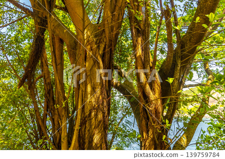 Green tropical tree leaves fruit and blue cloudy sky Brazil. Green tropical tree leaves fruit and blue cloudy sky Brazil. 139759784