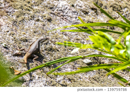 Lizard on rock in tropical rainforest Rio de Janeiro Brazil. 139759786