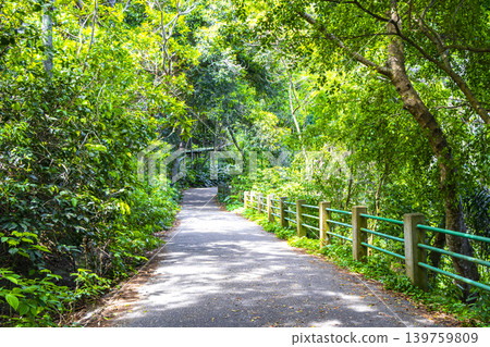 Walking path trail rainforest mountains in Rio de Janeiro Brazil. 139759809