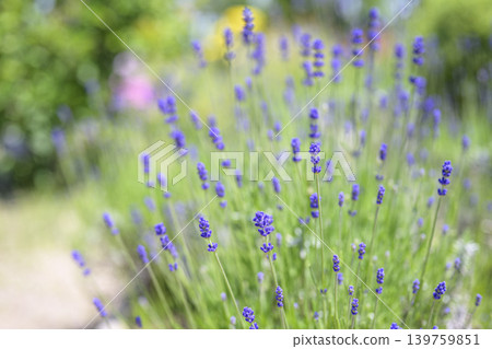 English lavender Lavender field Flower field Image English lavender Lavender field Flower field Image 139759851