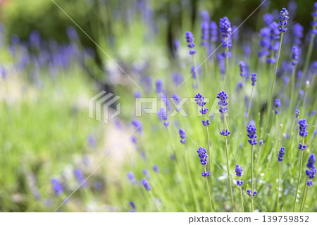 English lavender Lavender field Flower field Image English lavender Lavender field Flower field Image 139759852