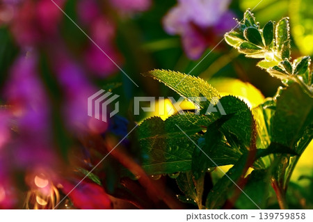 Leaves and raindrops illuminated by light Leaves and raindrops illuminated by light 139759858