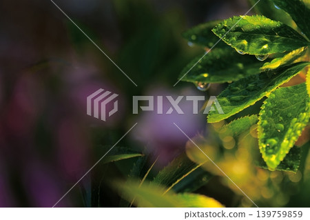 Dewdrops on leaves bathed in gentle light Dewdrops on leaves bathed in gentle light 139759859