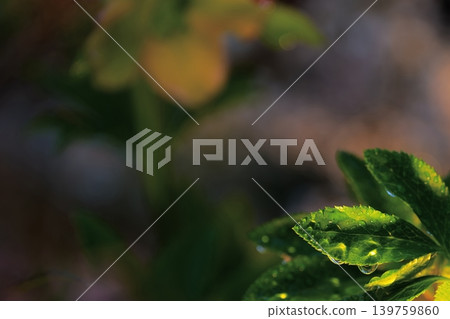 Green background material adorned with light and raindrops Green background material adorned with light and raindrops 139759860