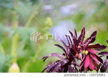 A plant with red leaves covered in raindrops A plant with red leaves covered in raindrops 139759861