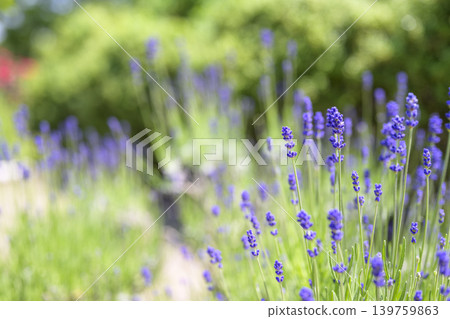 英國薰衣草 薰衣草花田 花田圖像 英國薰衣草 薰衣草花田 花田圖像 139759863